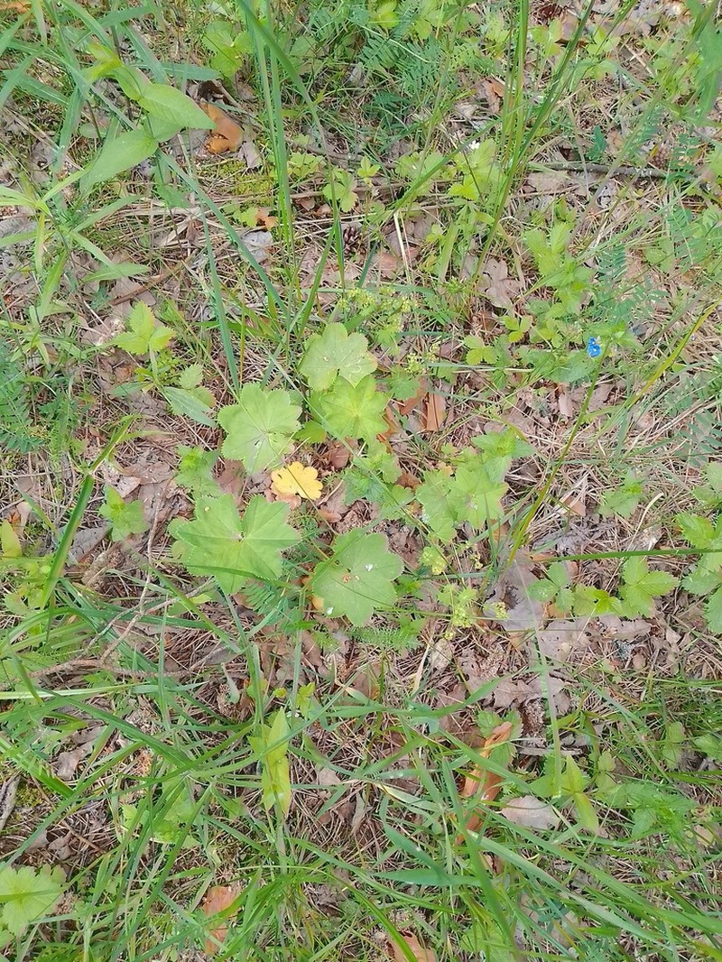 Grassland Lady's Mantle photo 2