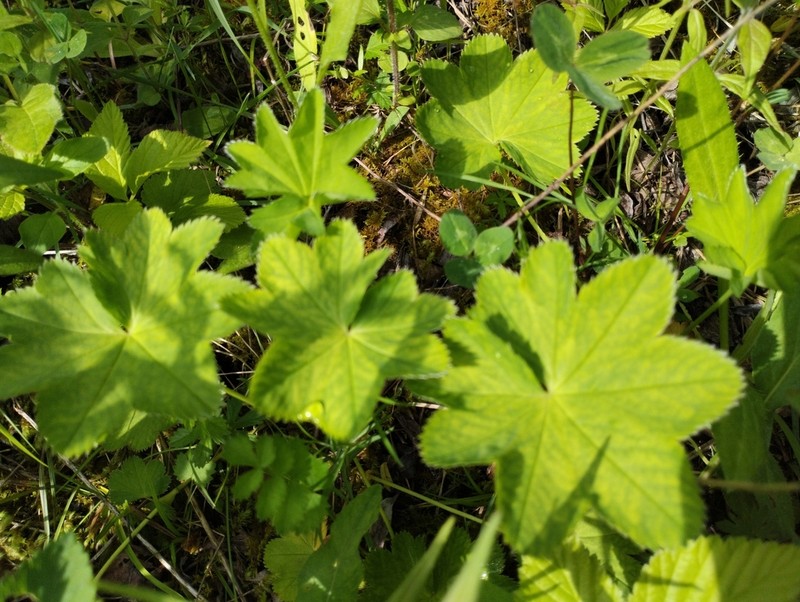 Grassland Lady's Mantle photo 3