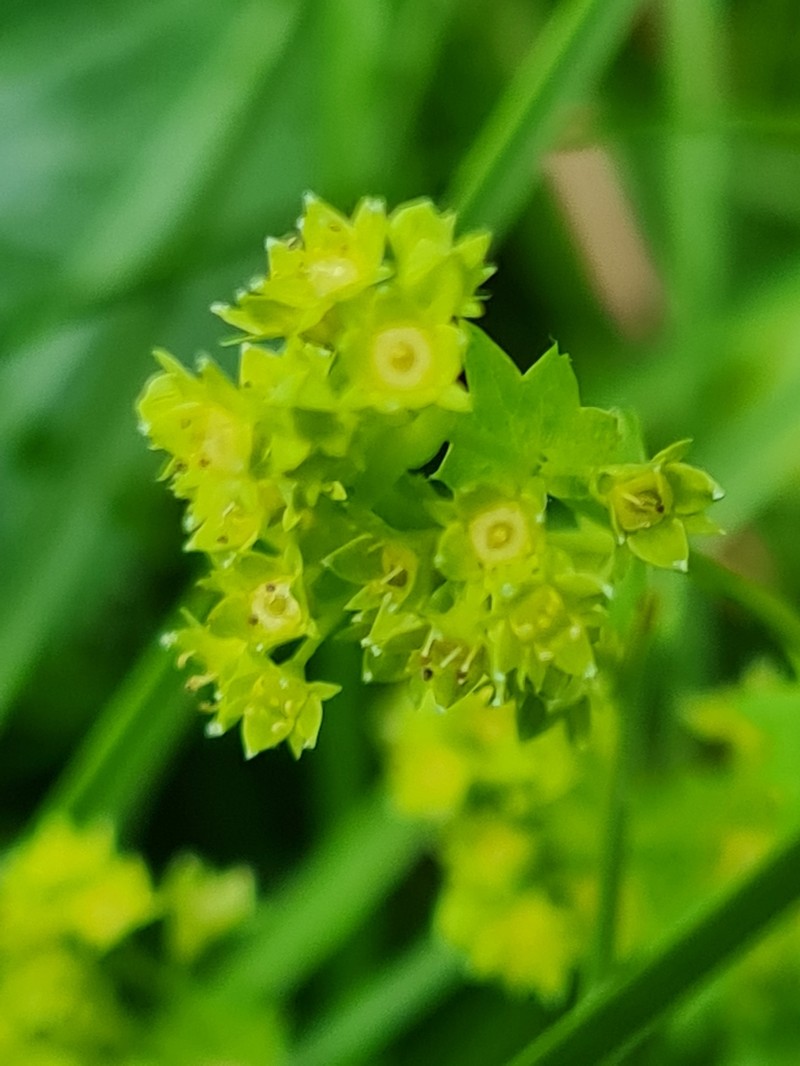 Grassland Lady's Mantle photo 4