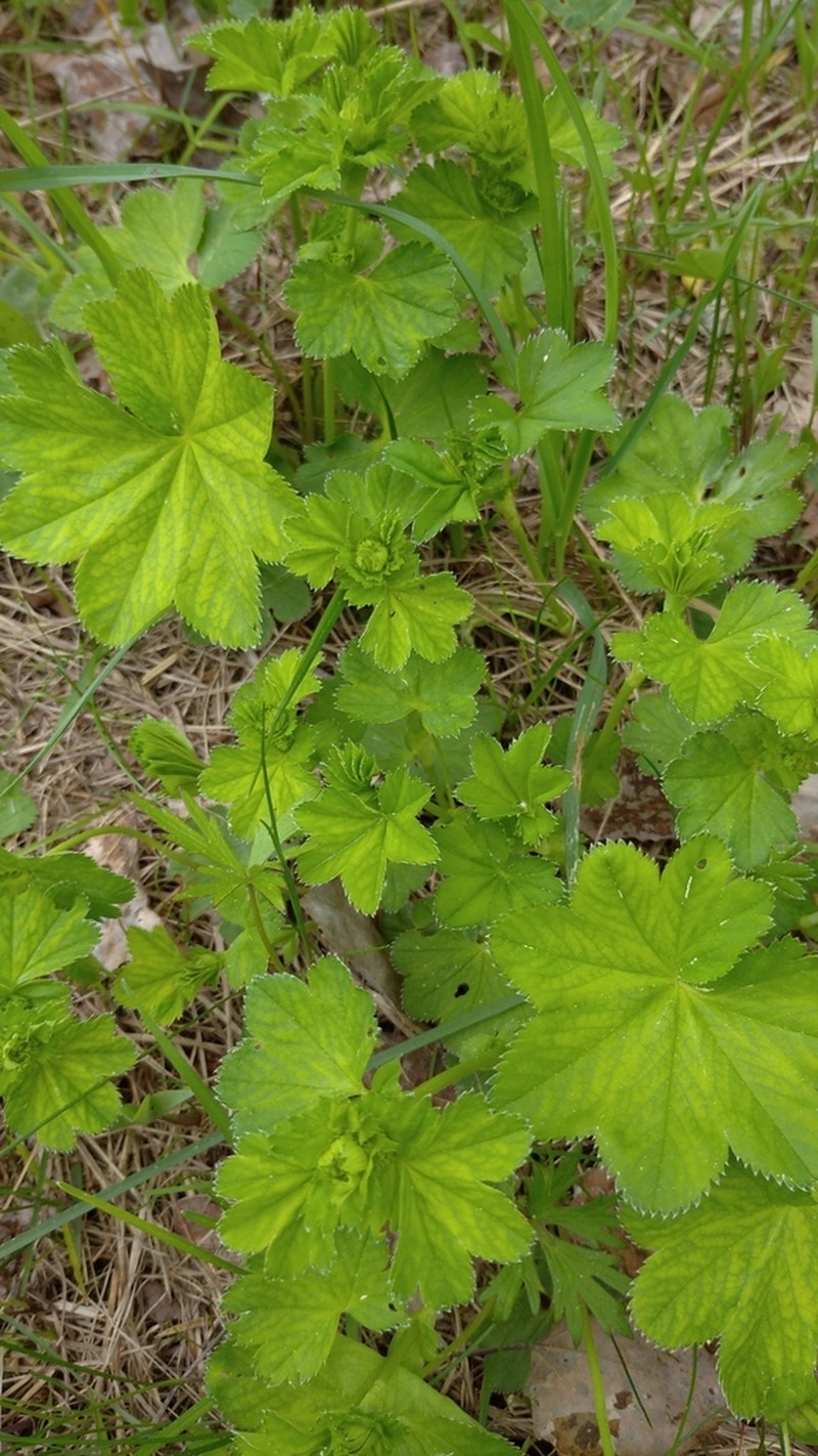 Grassland Lady's Mantle photo 5