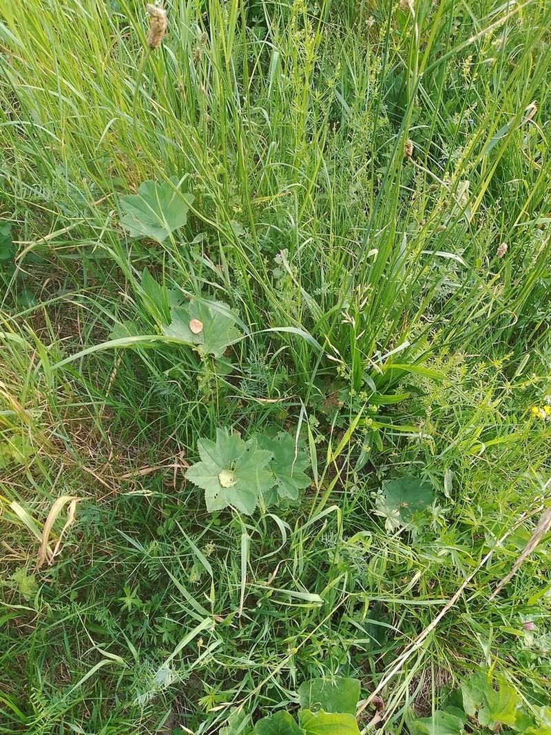 Grassland Lady's Mantle photo 6