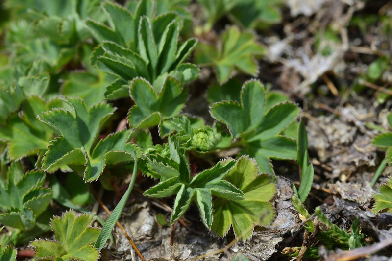 Grassland Lady's Mantle photo 7