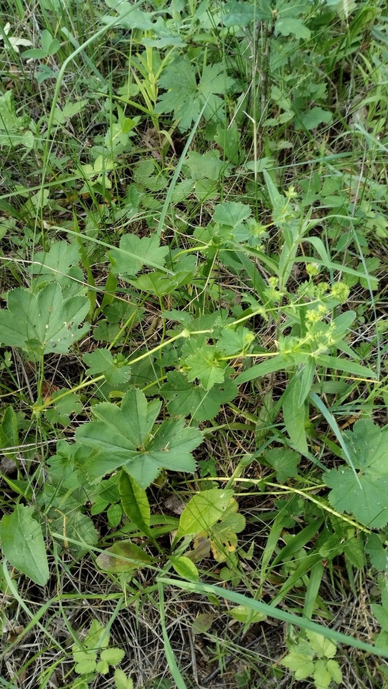 Grassland Lady's Mantle photo 8