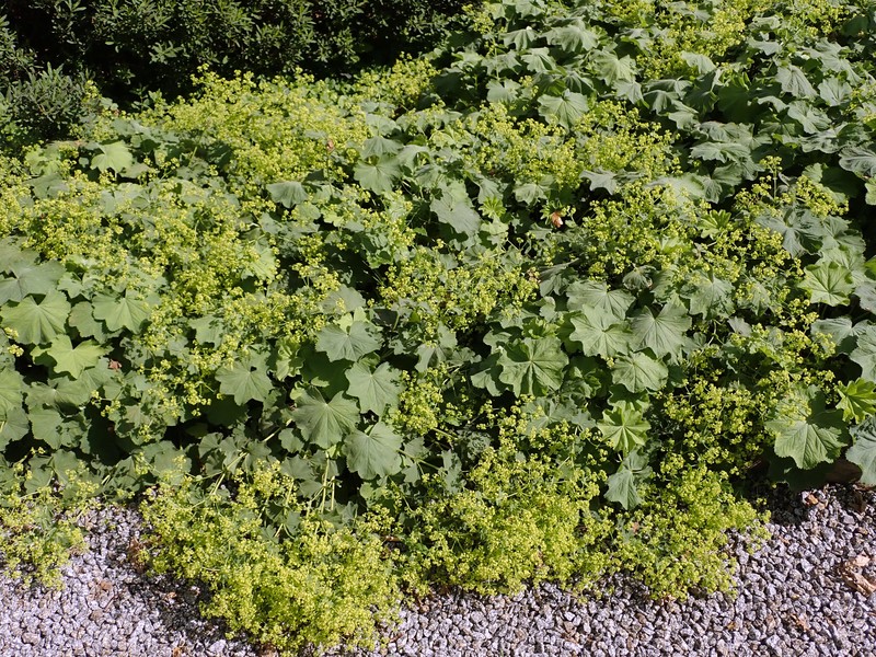 Alchemilla xanthochlora