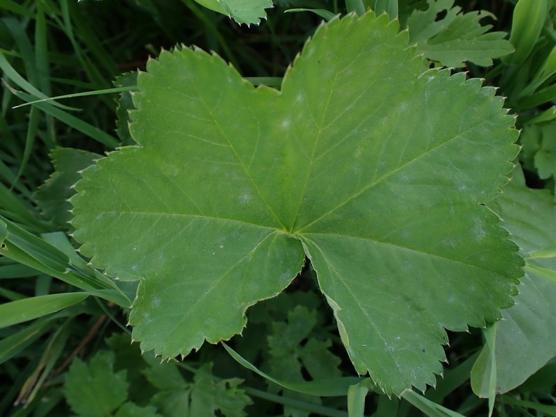 Alchemilla xanthochlora photo 2