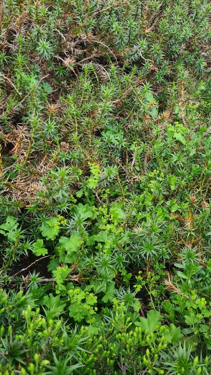 Alchemilla xanthochlora photo 3