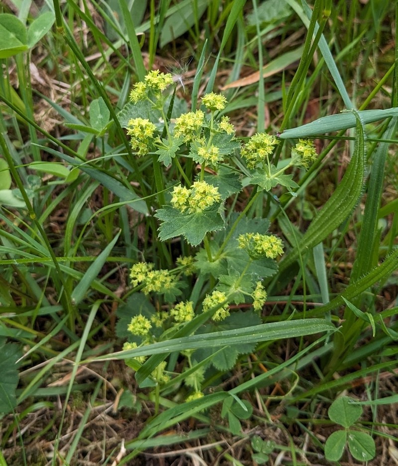 Alchemilla xanthochlora photo 4