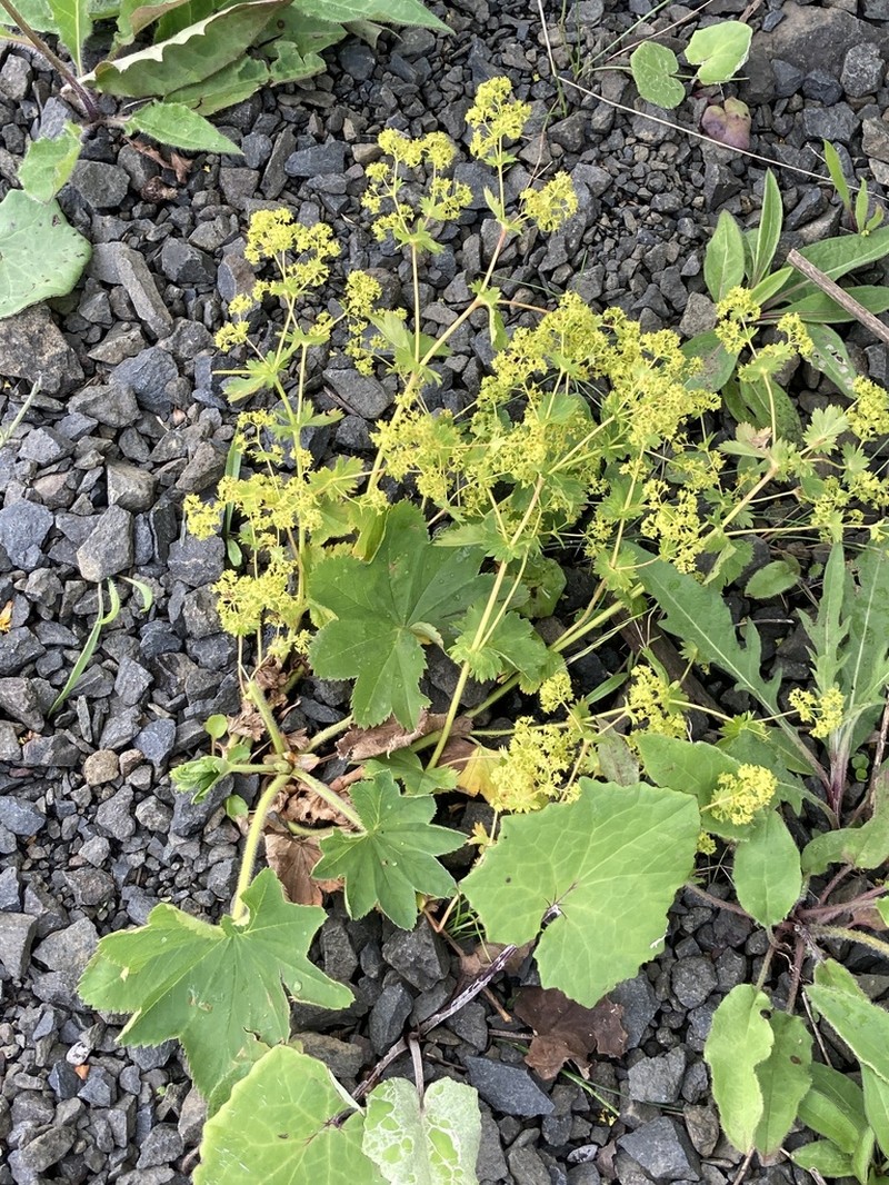 Alchemilla xanthochlora photo 5