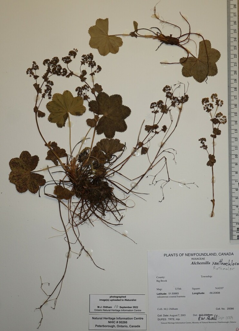 Alchemilla xanthochlora photo 6