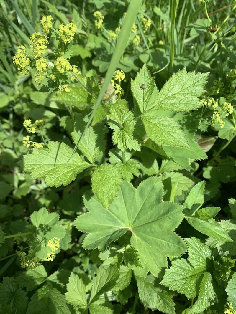 Alchemilla xanthochlora photo 7