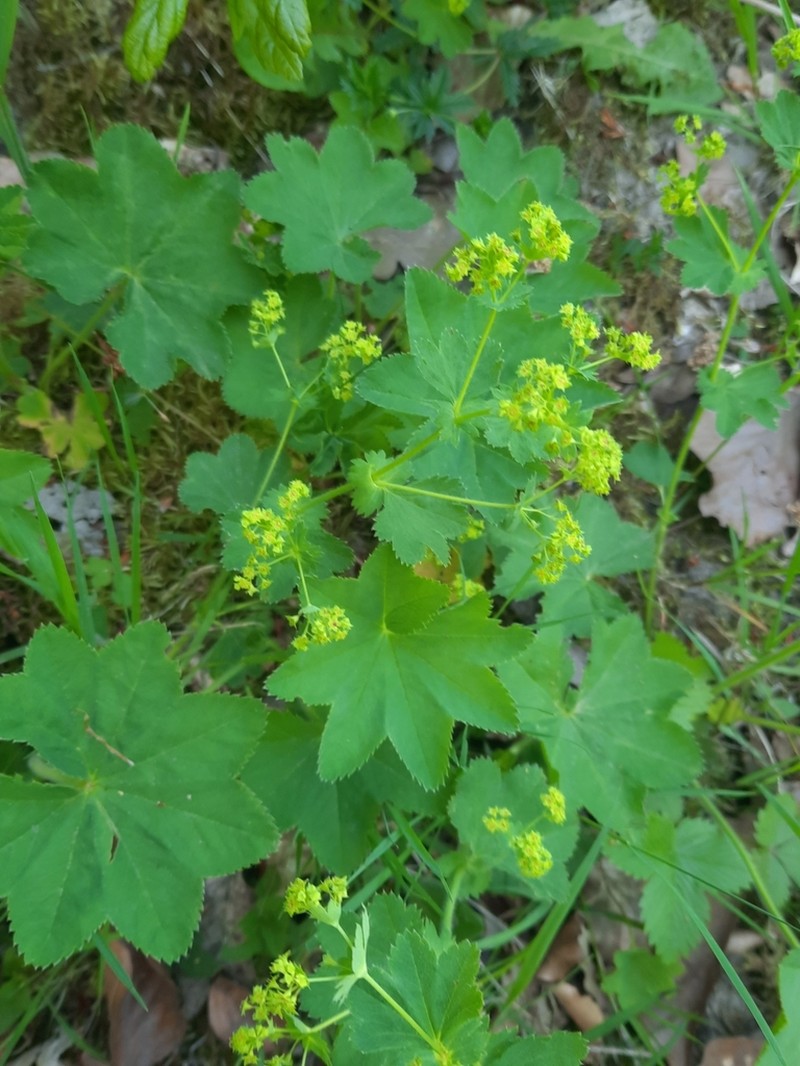 Alchemilla xanthochlora photo 8