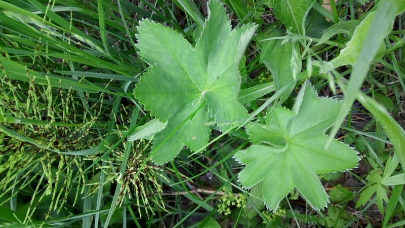 Alchemilla zimoenkensis