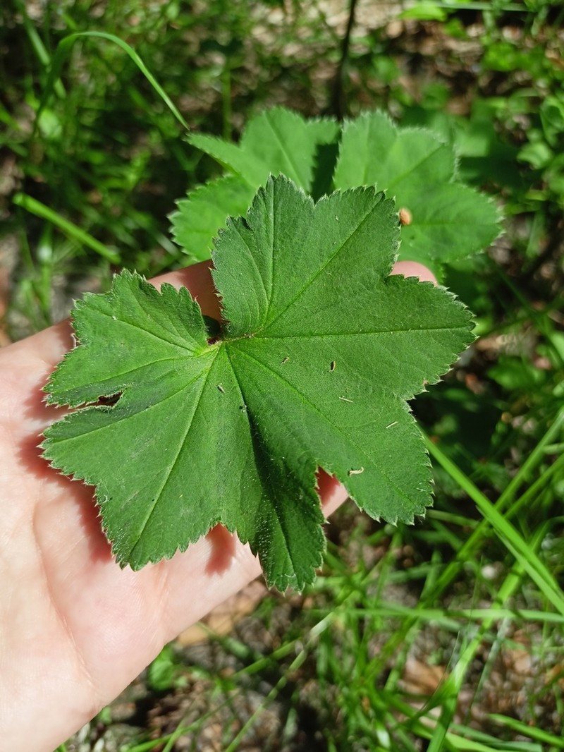 Alchemilla zimoenkensis photo 2