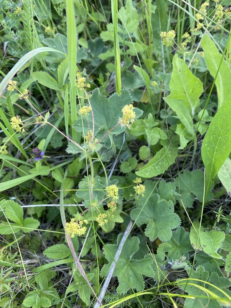 Alchemilla zimoenkensis photo 3