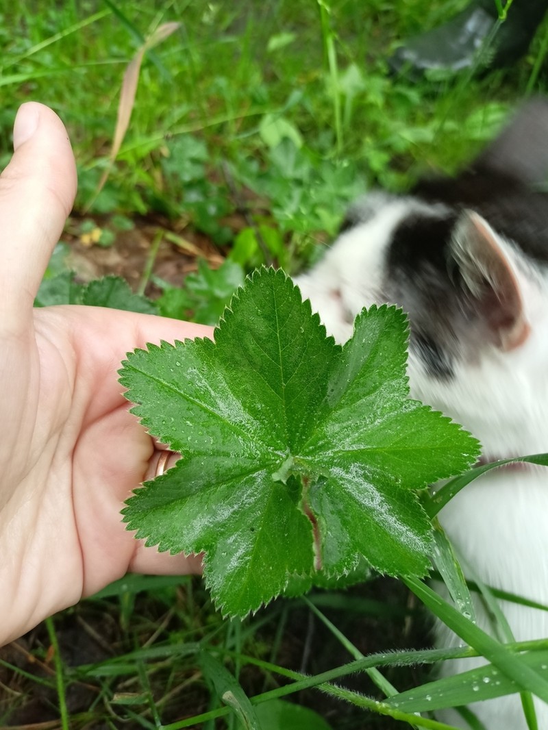 Alchemilla zimoenkensis photo 4