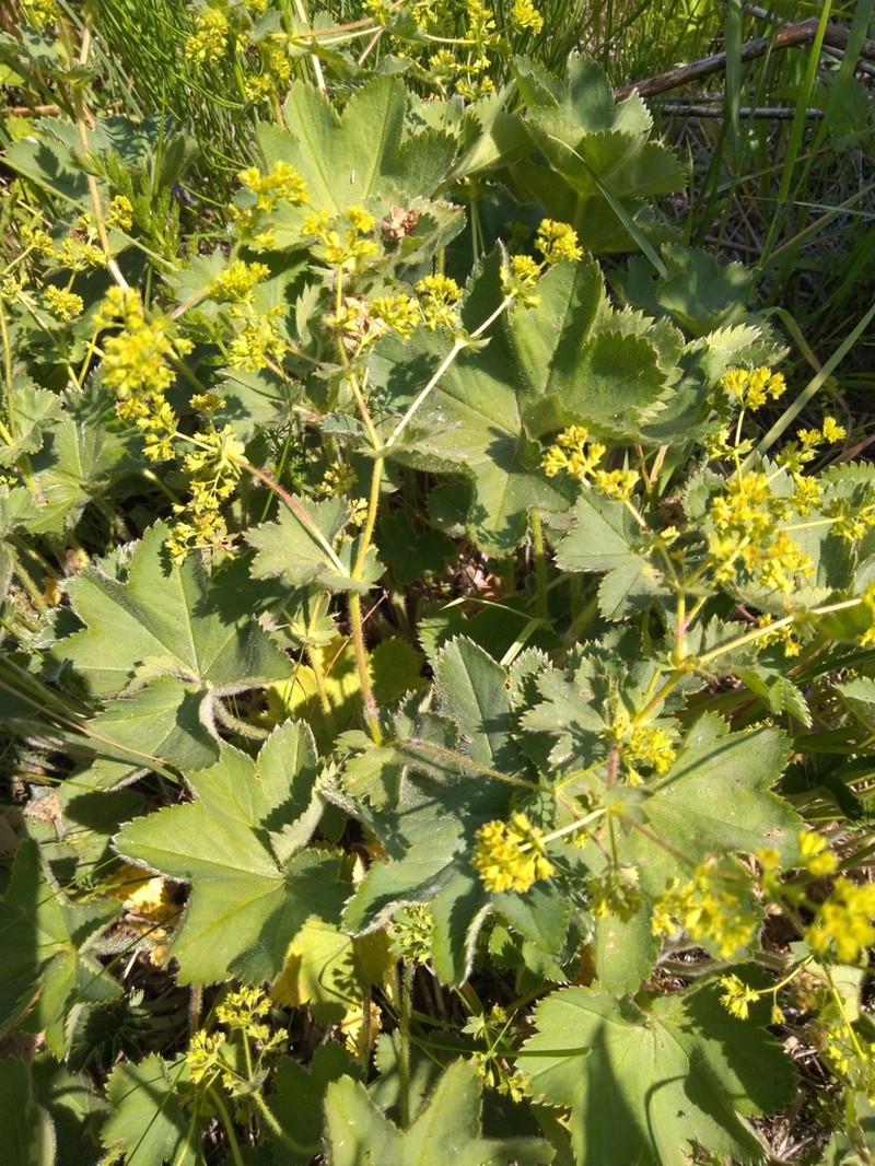 Alchemilla zimoenkensis photo 6