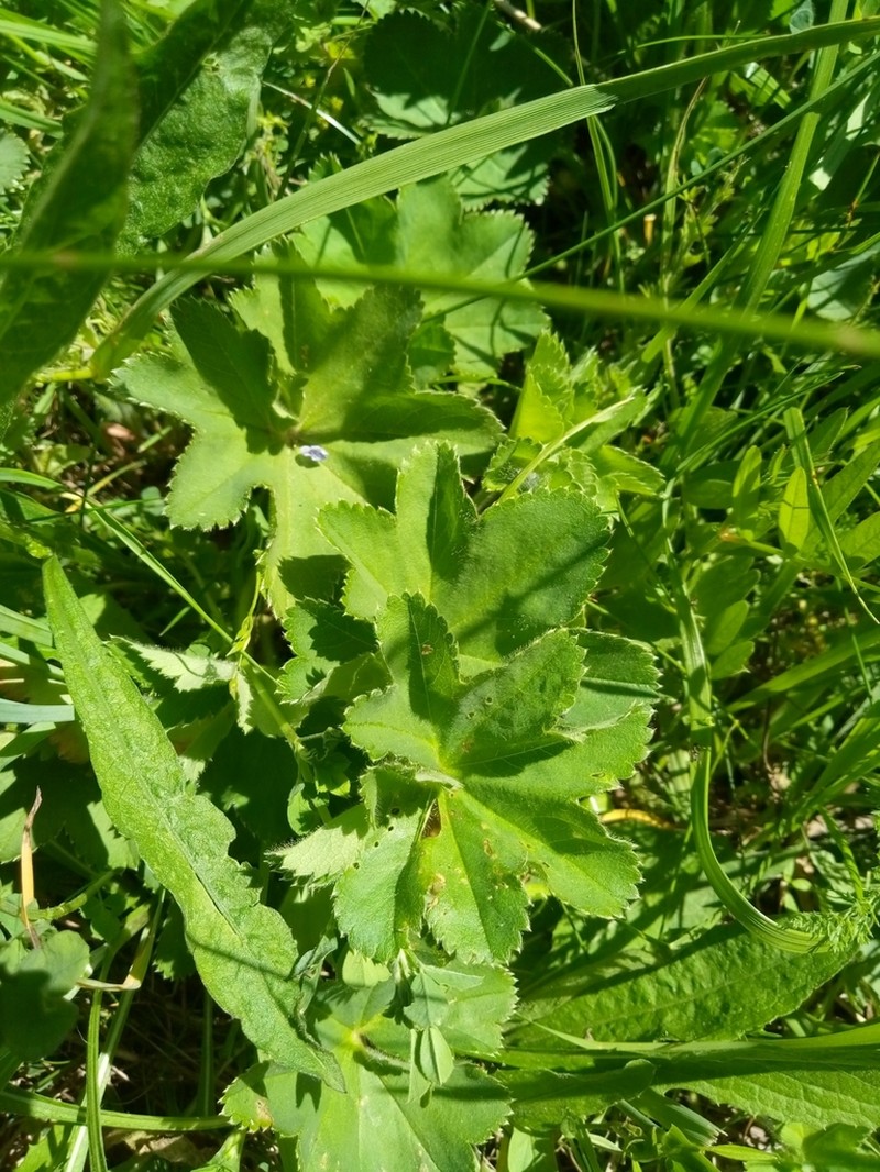 Alchemilla zimoenkensis photo 7