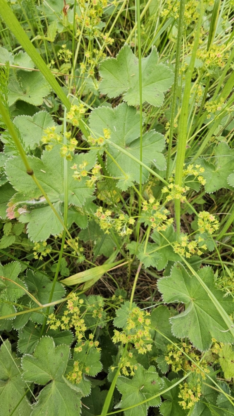 Alchemilla zimoenkensis photo 8