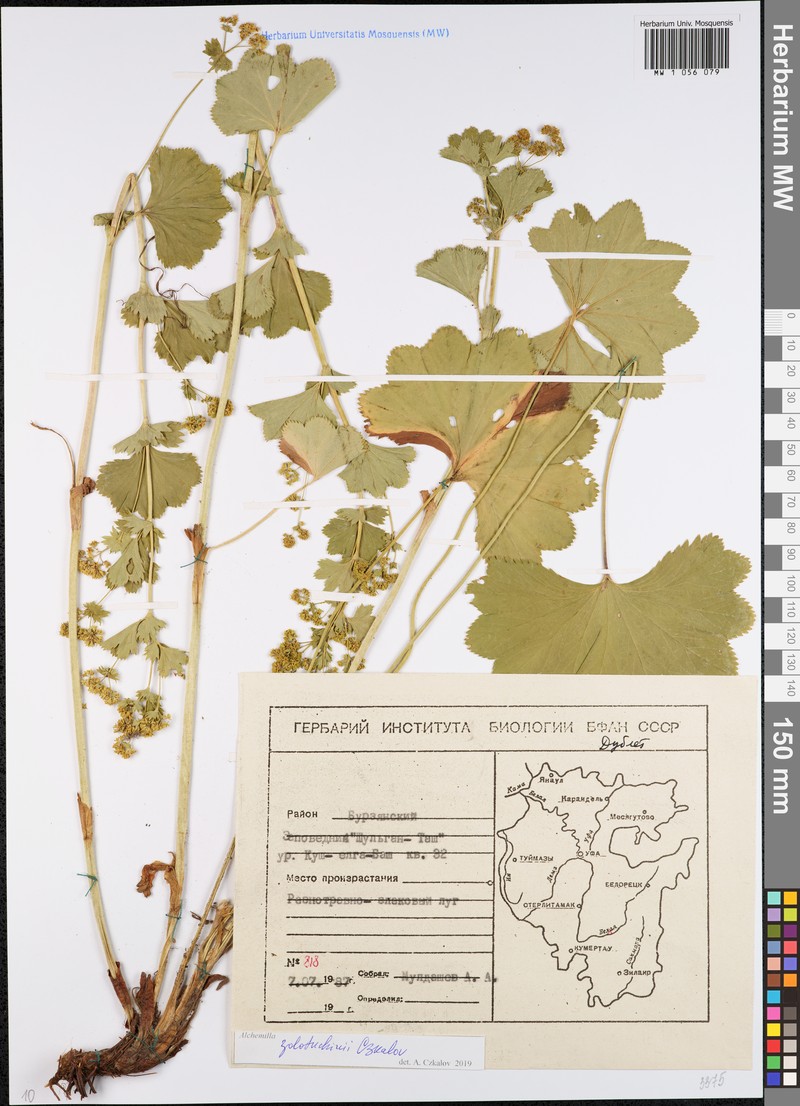 Alchemilla zolotuchinii