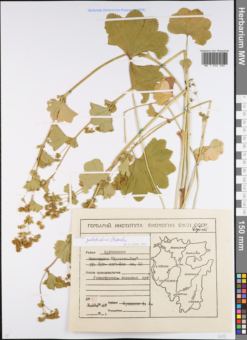 Alchemilla zolotuchinii photo 2