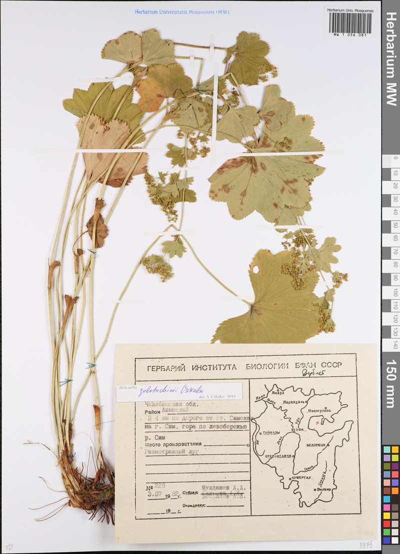 Alchemilla zolotuchinii photo 3