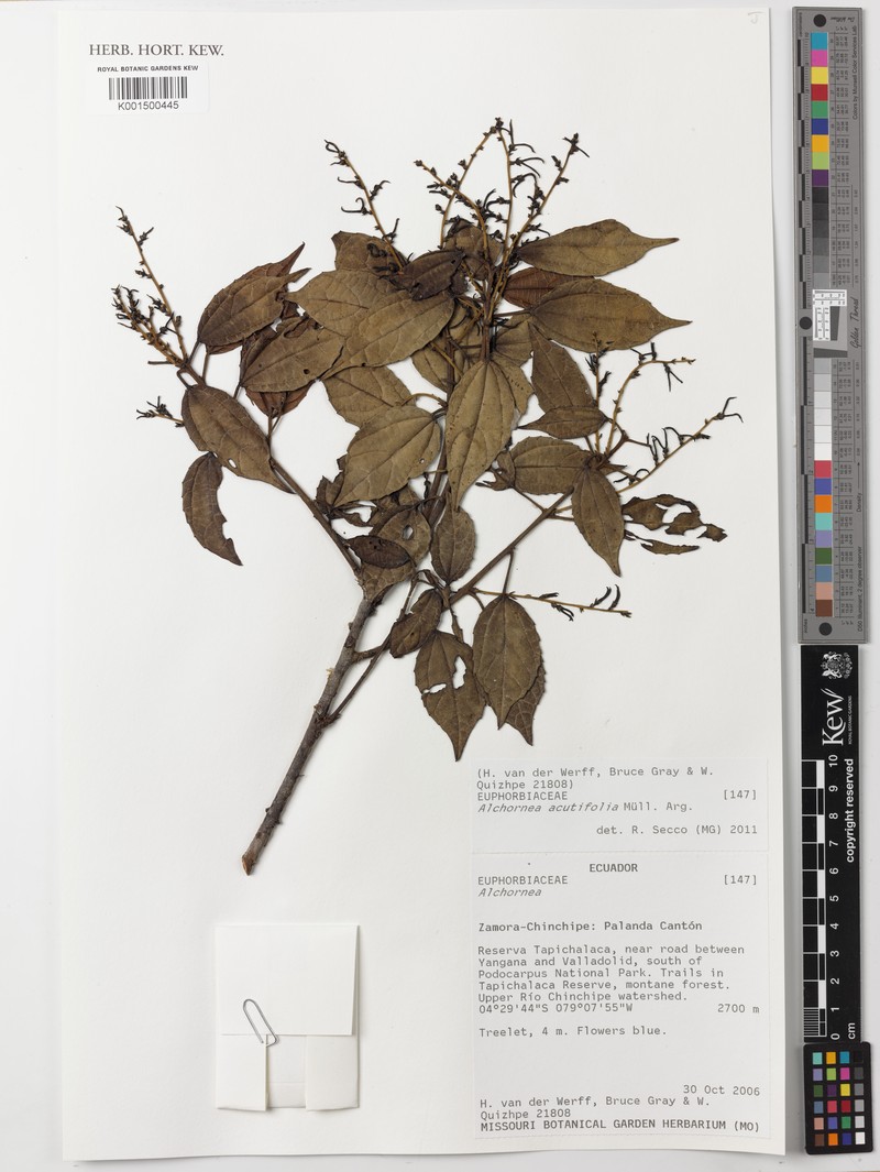 Alchornea acutifolia