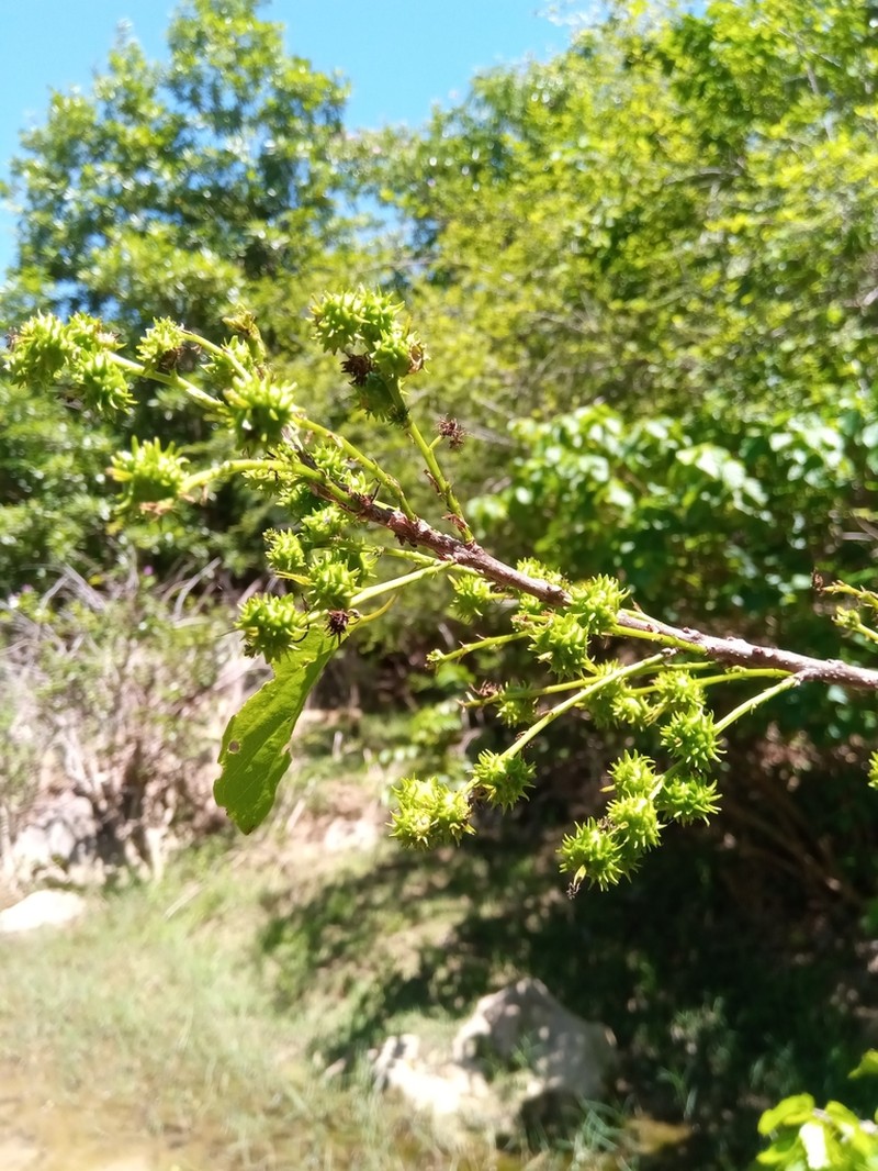 Alchornea alnifolia