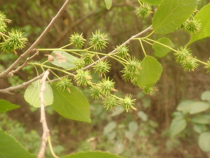 Alchornea alnifolia photo 2