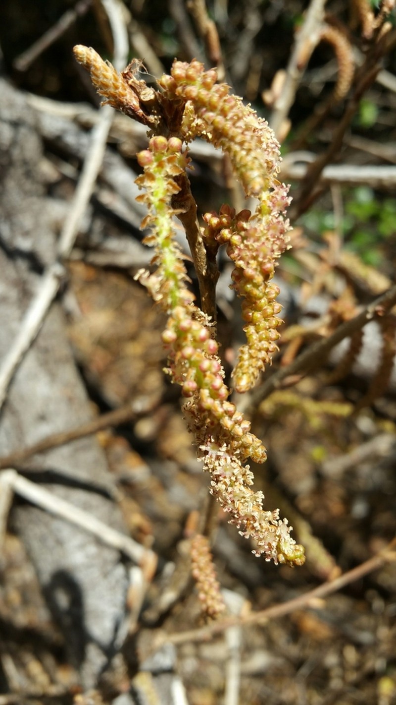 Alchornea alnifolia photo 3