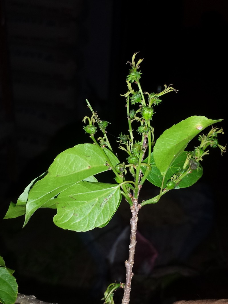 Alchornea alnifolia photo 4