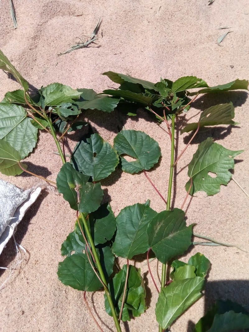 Alchornea alnifolia photo 5