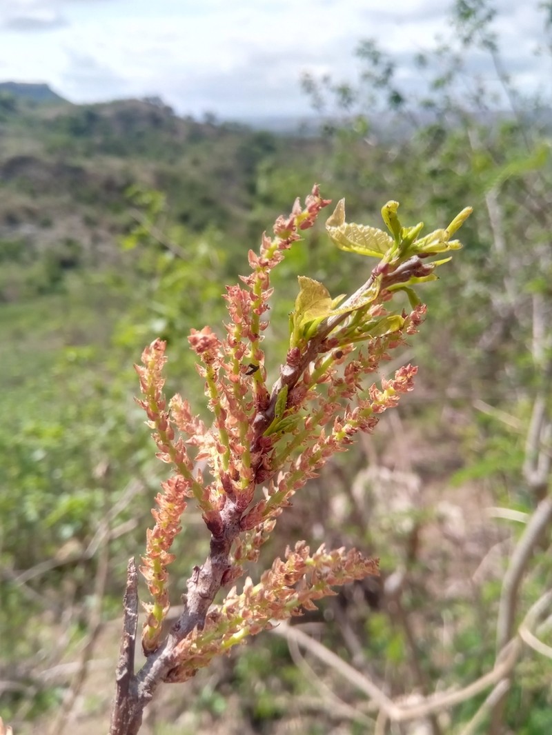 Alchornea alnifolia photo 6