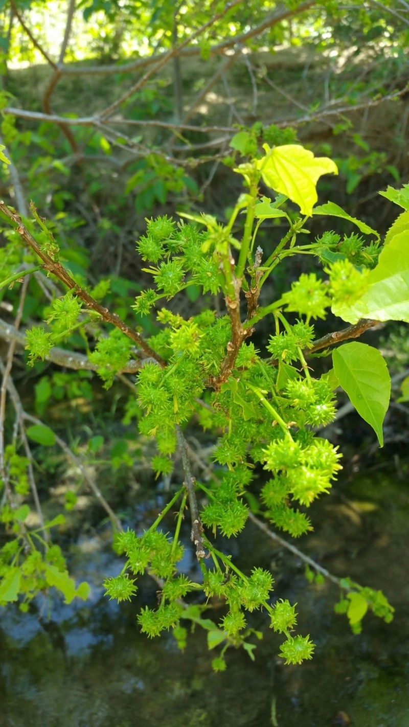 Alchornea alnifolia photo 7
