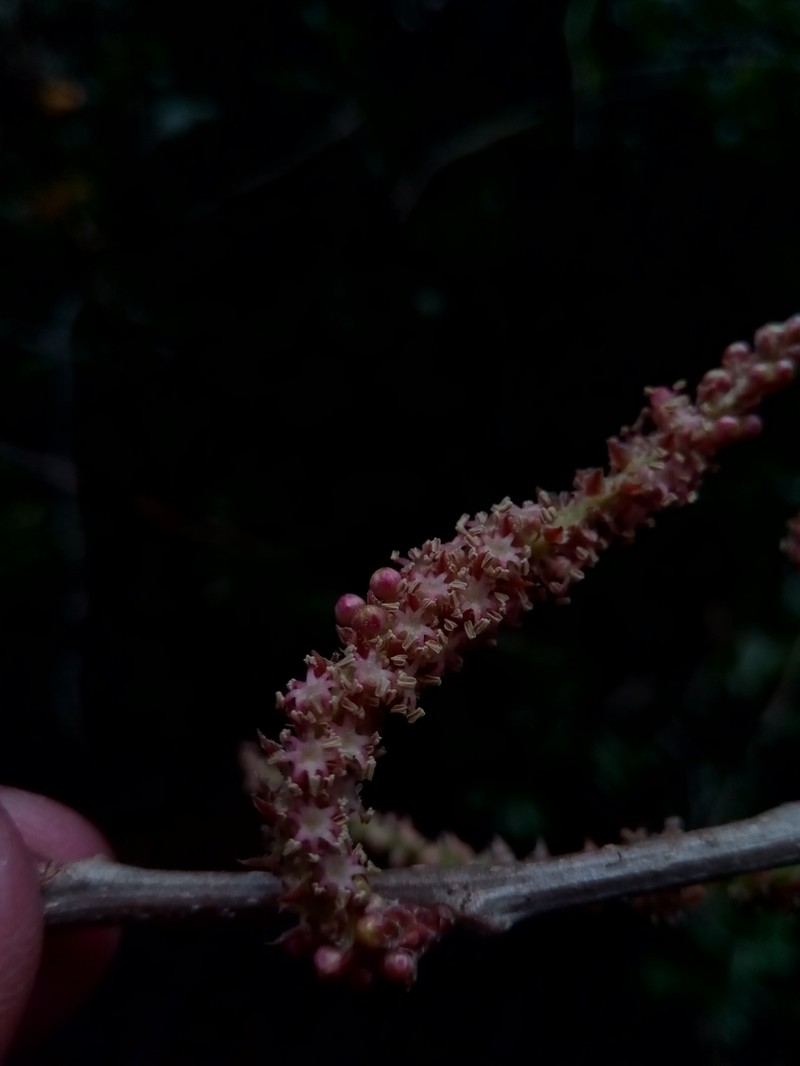 Alchornea alnifolia photo 8