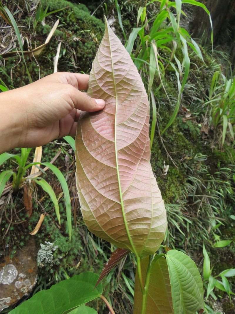 Alchornea anamariae photo 2