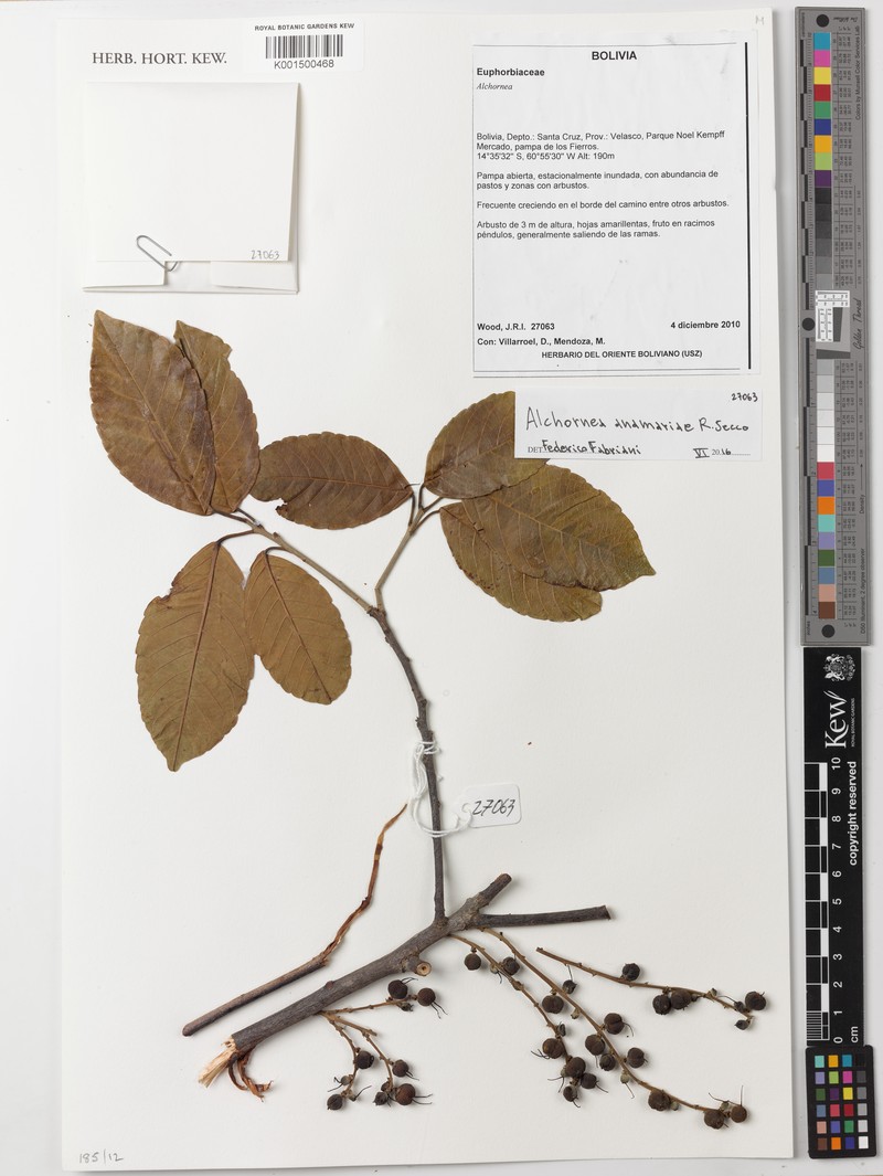 Alchornea anamariae photo 3