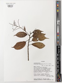 Alchornea bogotensis