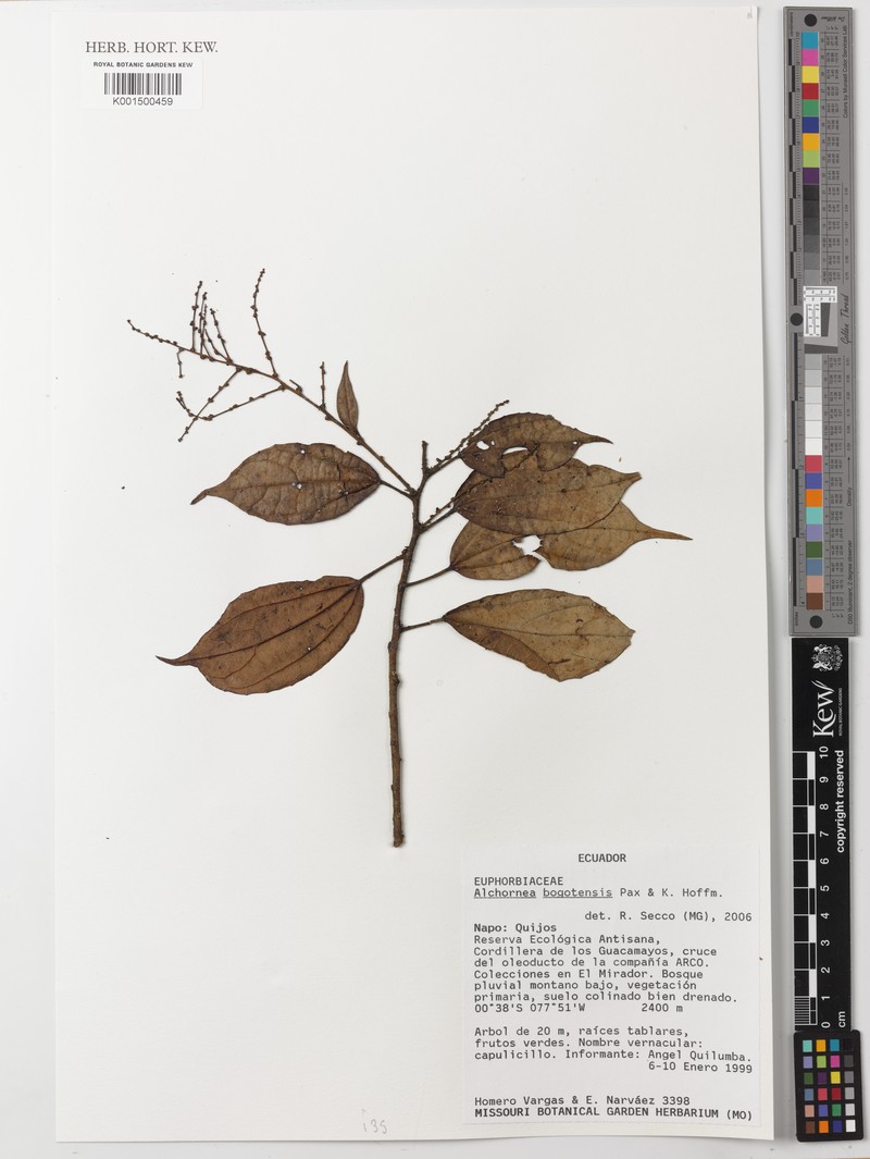 Alchornea bogotensis