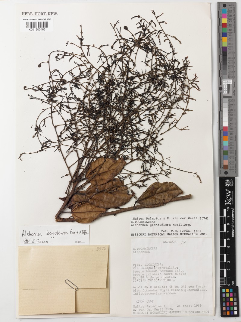 Alchornea bogotensis photo 2
