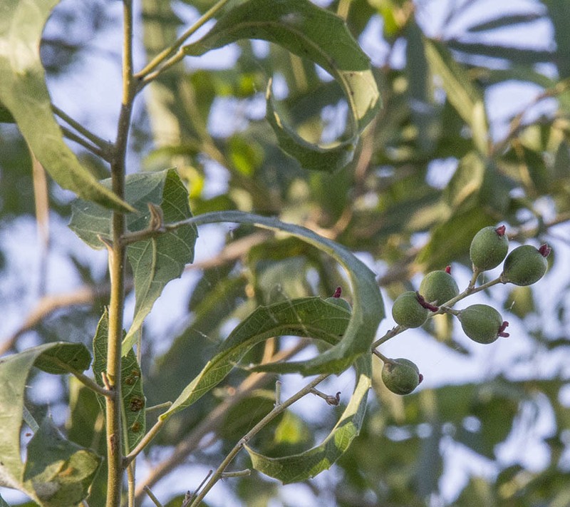 Alchornea castaneifolia
