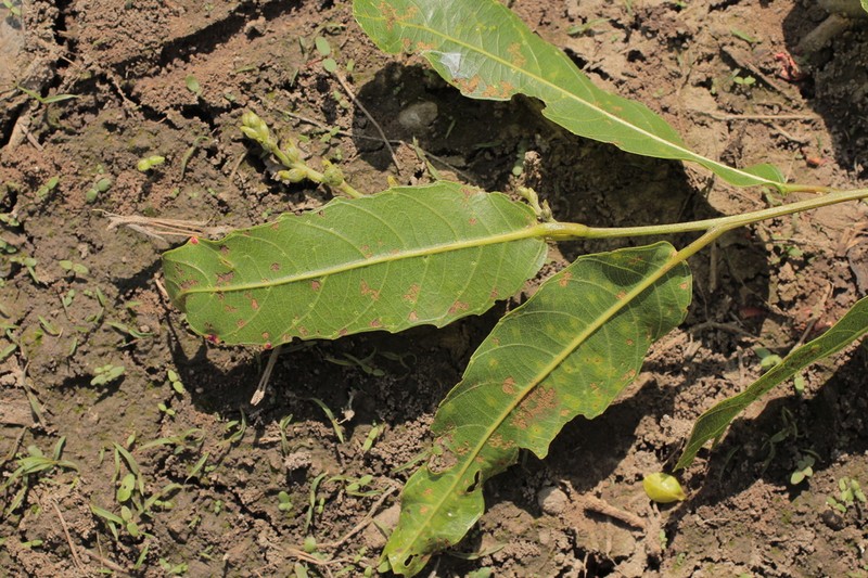 Alchornea castaneifolia photo 2