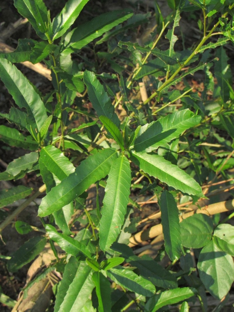 Alchornea castaneifolia photo 3