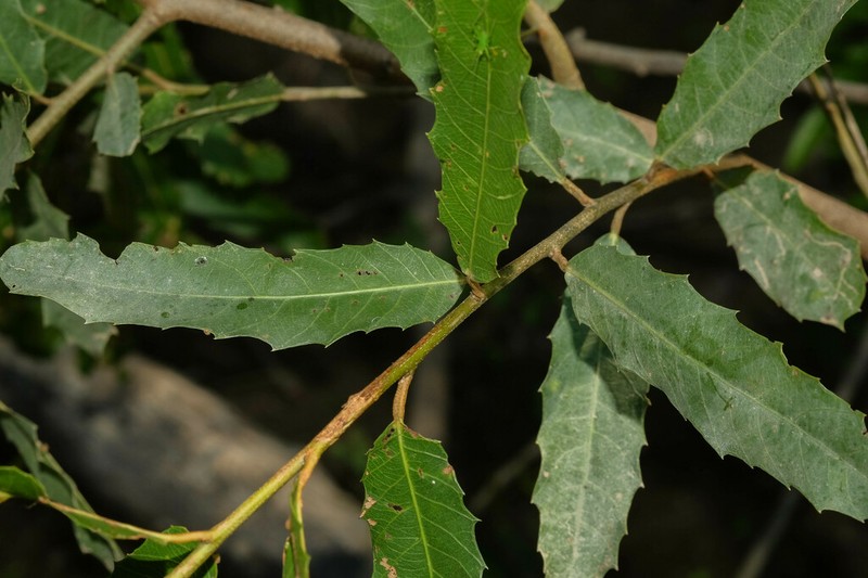 Alchornea castaneifolia photo 4