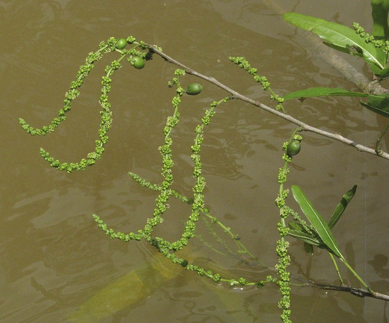 Alchornea castaneifolia photo 5