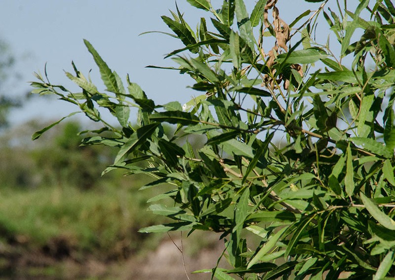 Alchornea castaneifolia photo 6
