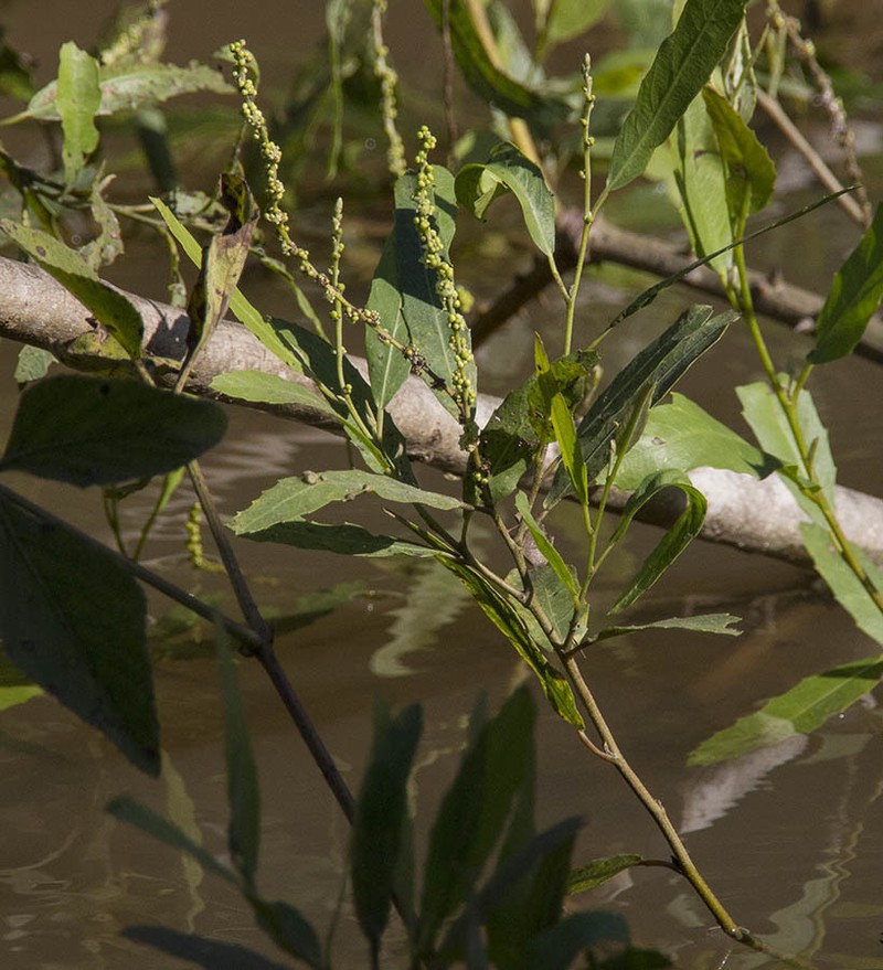 Alchornea castaneifolia photo 7
