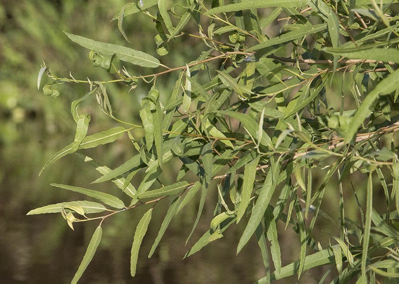 Alchornea castaneifolia photo 8