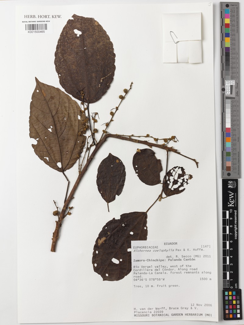 Alchornea coelophylla