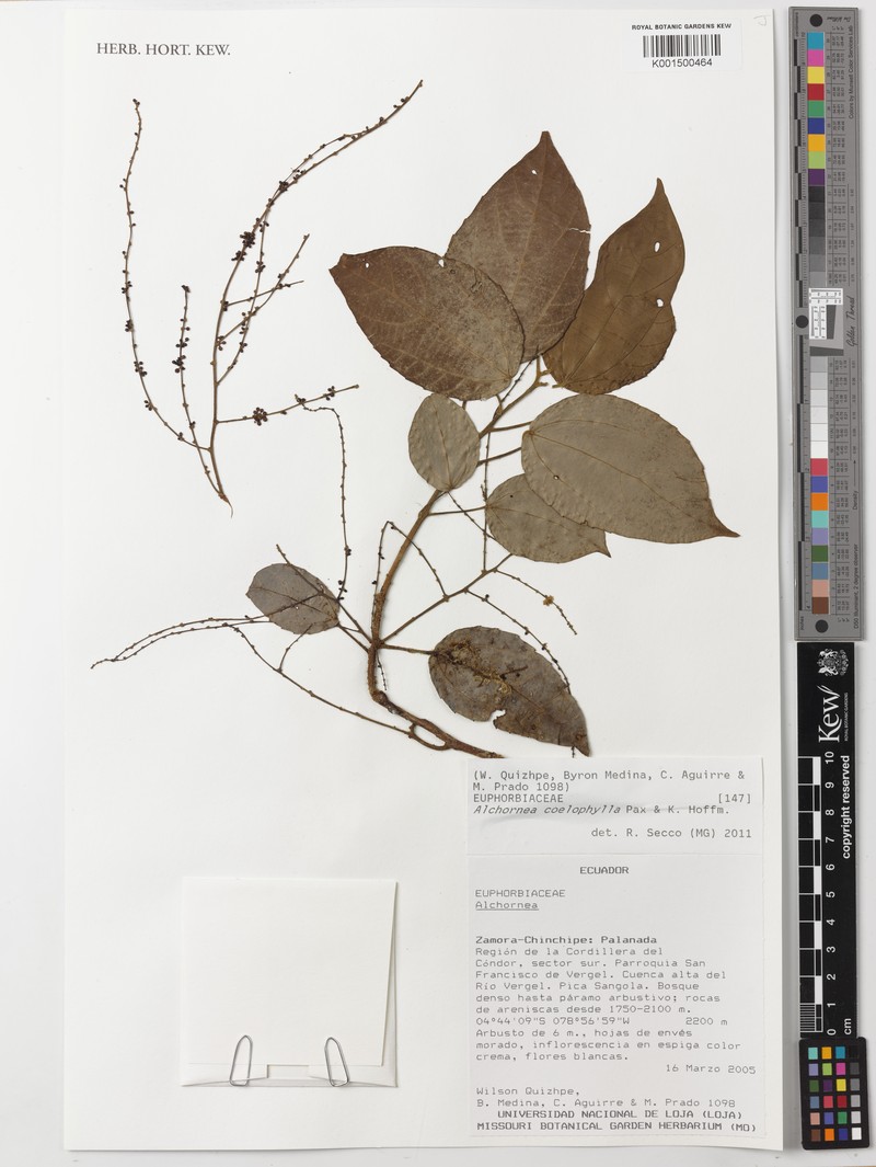 Alchornea coelophylla photo 2
