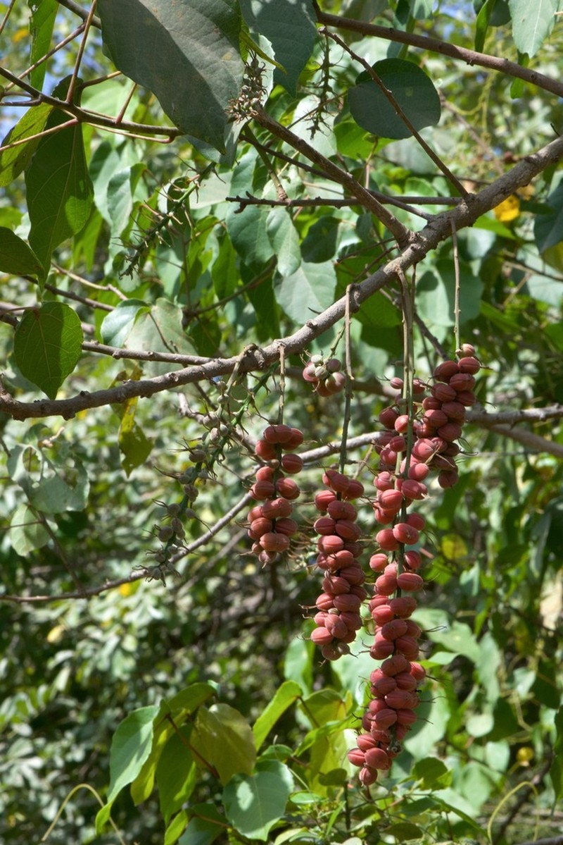 Alchornea cordifolia photo 3